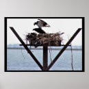 Suche nach nester poster Vögel