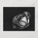 Suche nach schöne weiße rose postkarten Modern