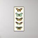 Suche nach tiere leinwandbilder Schmetterling