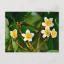 Suche nach frangipani postkarten Tropisch