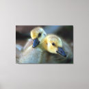 Suche nach gans leinwandbilder Jaynes gallery