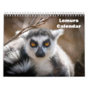 Suche nach lemur Tierwelt