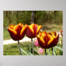 Suche nach gelbe tulpe poster Ostern