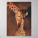 Suche nach giraffa camelopardalis poster Wildlife