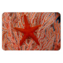 Suche nach oceanlife Underwater