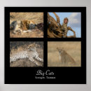 Suche nach big cat poster Wild