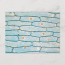 Suche nach zwiebel postkarten Mikroskopie