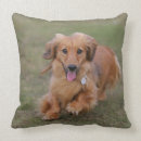 Suche nach dackel langhaarige dackel kissen Schokolade und tan