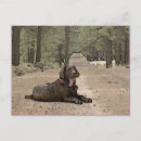 Suche nach waldweg postkarten Foto