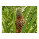 Suche nach tropische frucht poster Jede person