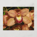 Suche nach orchidee postkarten Jede person
