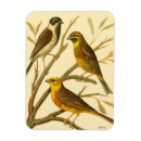 Suche nach sitzend magnete Vogel
