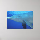 Suche nach delfin leinwandbilder Fauna