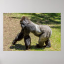 Suche nach silverback gorilla poster Foto