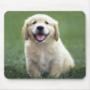 Suche nach golden retriever welpe mousepads Für alle