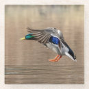 Suche nach stockente untersetzer Natur