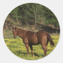 Suche nach kastanie aufkleber Pferd