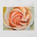 Suche nach einzeln postkarten Rose