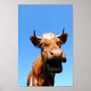 Suche nach kuhe poster Kühe