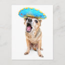 Suche nach niedlicher chihuahua postkarten Rasse