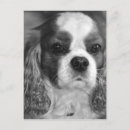 Suche nach cavalier king postkarten Spaniel