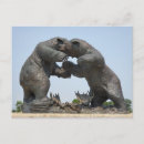 Suche nach bears postkarten Bär