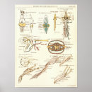 Suche nach biology alle poster Anatomy