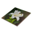 Suche nach lili fliesen Grün