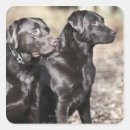 Suche nach schwarzes labrador aufkleber Fotografie