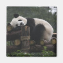 Suche nach schutz magnete Panda