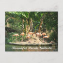 Suche nach rosa flamingos postkarten Fotografie