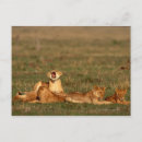 Suche nach savanne postkarten Wild lebende tiere