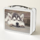 Suche nach alaska brotdosen Siberischer husky
