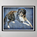 Suche nach labradoodles poster Foto