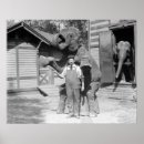 Suche nach elefanten foto poster Zoo