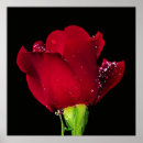 Suche nach red rose poster Rot