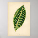 Suche nach tropisches blatt poster Frucht