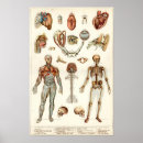 Suche nach menschlich andere poster Anatomisch