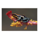 Suche nach amazonas poster Frosch