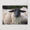 Suche nach lustiger bauernhof postkarten Schafe