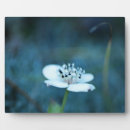 Suche nach gräser fotoplatten Gras