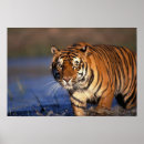 Suche nach big cat poster Tiger