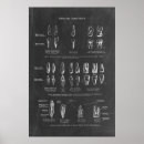 Suche nach zahn poster Arzt
