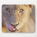 Suche nach männlicher löwe mousepads Natur