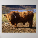 Suche nach highland cattle poster Landwirtschaft