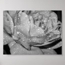 Suche nach black rose poster Photography