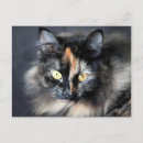 Suche nach sibirische katzen postkarten Tier