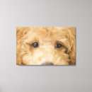 Suche nach tierauge leinwandbilder Nah up