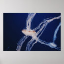 Suche nach jelly poster Fisch