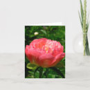Suche nach rosa pfingstrose karten Pfingstrosen